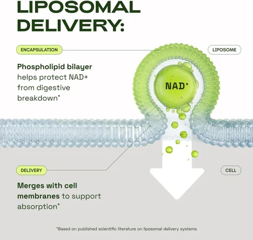 Miniatura 4 de Cata-Kor Suplemento liposomal de NAD con resveratrol - Alternativa al suplemento NMN - Probado por terceros - Suministro de 30 días - Resveratrol