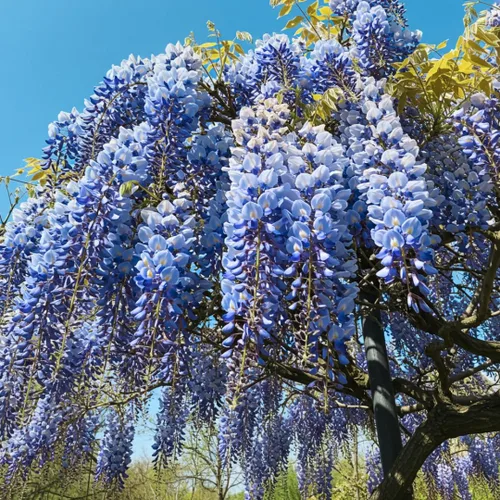 3 plántulas de árbol vivo Blue Moon Wisteria para plantar (3 plántulas)
