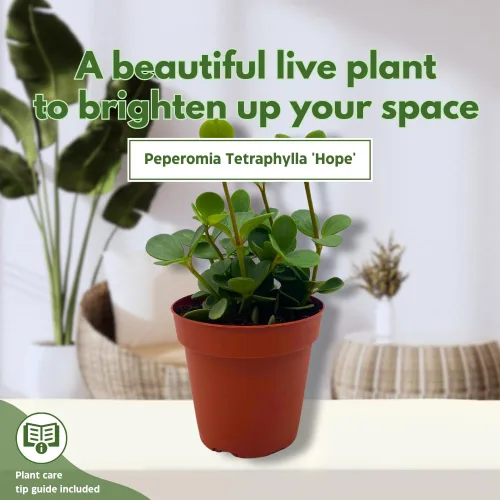 Miniatura 3 de BubbleBlooms Peperomia Esperanza en una olla rotundifolia de 4 pulgadas