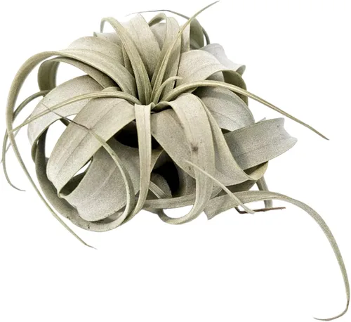 Miniatura 5 de Tillandsia Air Plant Xerographica - Planta de interior exótica grande - Garantía de 30 días (pequeña)