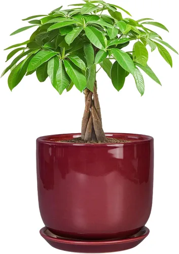 Miniatura 58 de Maceta de Cerámica para Plantas de Interior de 5 Pulgadas - Maceta Redonda para Plantas Suculentas con Agujero de Drenaje y Platillo, Decoración
