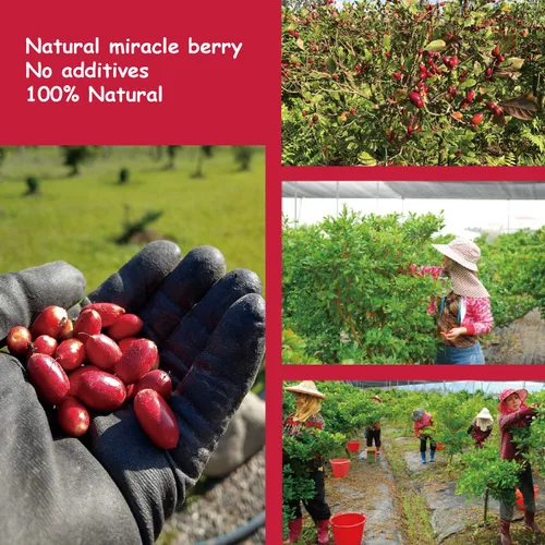 Miniatura 7 de ¡Ohh! Berry Miracle Berry [las 6 de ellas], las bayas milagrosas son aperitivos de friut 100% naturales y liofilizados para volverse agrias