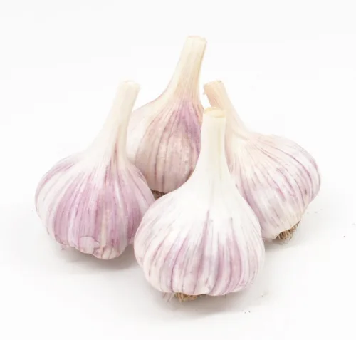 Gourmet chesnok Rojo ajos. Duro – 4 focos– Ajo de cuello para Planta para otoño de plantación – non-gmo orgánico Grown