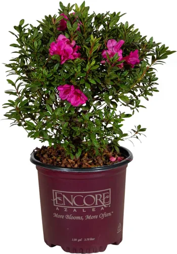 Miniatura 3 de Autumn Amethyst Encore Azalea (1 galón) - Arbusto con flores moradas y rosas - Plantas de rododendro que reflorecen