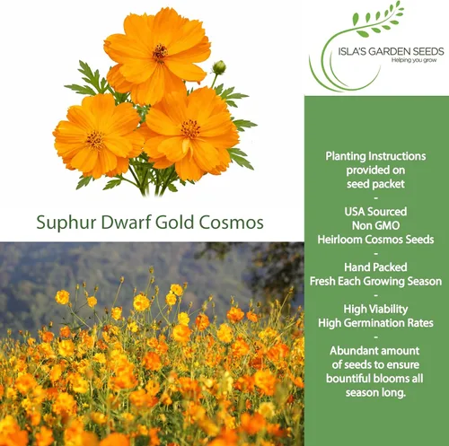 Miniatura 2 de Semillas de flores de cosmos de oro enano azufre para plantar, más de 100 semillas de flores por paquete, semillas de jardín de Isla