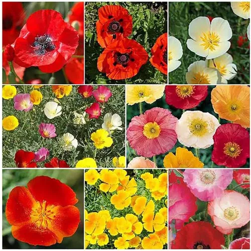 Miniatura 2 de 4000 semillas de amapola enana dorada del oeste de California, flor estatal, amapola amarilla, re-semillas, floración más tarde que la amapola dorada