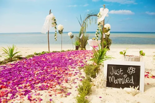 Miniatura 3 de Miami Fresh Orchid Flower OrchidClub USA Sunne Tropical Cabeza de floración suelta DIY Lei comida bebida decoración púrpura (Queen Purple Sonia 50)