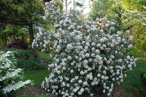 Pragense Viburnum - Planta viva enviada de 2 a 3 pies de altura por DAS Farms