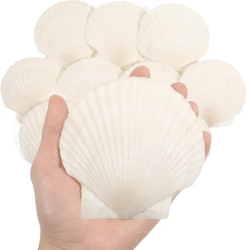 Miniatura 8 de 20 conchas de vieira grandes de 4 a 5 pulgadas para manualidades, conchas marinas grandes naturales para manualidades, conchas blancas de gran mar