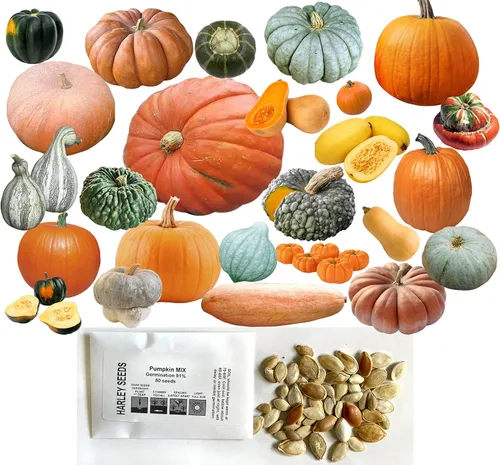 Semillas mixtas de 50 semillas de calabaza y calabaza de invierno sin OMG 25 variedades deliciosas cultivadas en Estados Unidos. Raras, súper