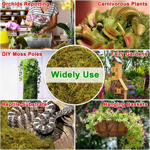 Miniatura 5 de Halatool Musgo de bosque verde de 1.1 libras, musgo esfagnum natural de 25 cuartos para plantas, musgo de orquídea esponjoso para trasplante
