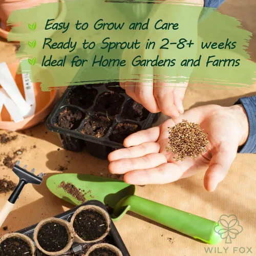 Miniatura 4 de Semillas de cerezo prémium para plantar, más de 30 semillas de cerezo dulce de reliquia para jardín doméstico, semillas de árboles frutales