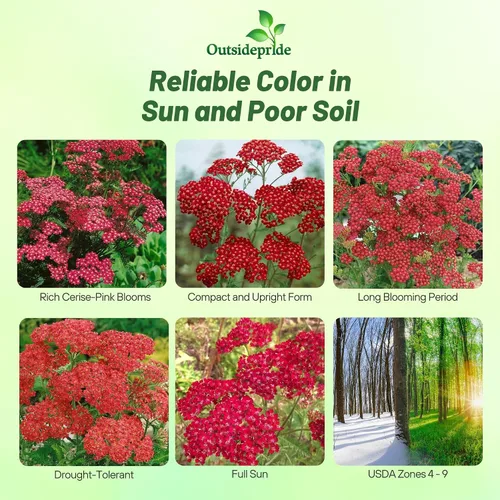Miniatura 2 de Outsidepride Cerise Queen Yarrow Seeds – 10000 unidades. Semillas de flores perennes, versátiles, formadoras de grumos y tolerantes a la sequía