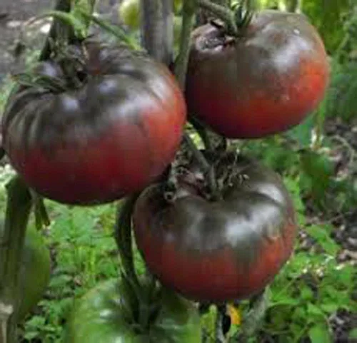 Miniatura 4 de Tomate, negro de TULA, reliquia, 100 semillas, tomate negro más grande - sabroso