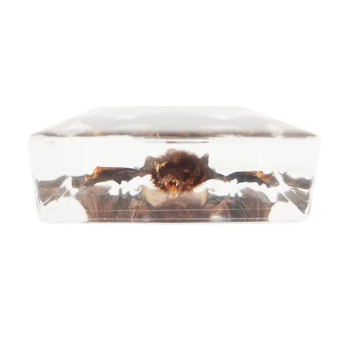 Miniatura 3 de Muestras de murciélago reales en manualidades de pisapapapeles de resina, colección de taxidermia de animales para educación científica y adorno