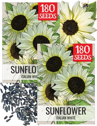 Seed Needs Semillas de girasol blanco italiano para plantar girasoles amarillos pálidos, reliquia y semillas de flores polinizadas abiertas para