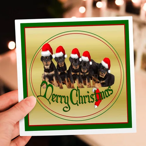 Miniatura 7 de 3dRose Feliz Navidad - rottweiler, rottweilers, propietario de rottie, cachorro rottweiler, cachorros - Tarjetas de felicitación, 6 x 6 pulgadas