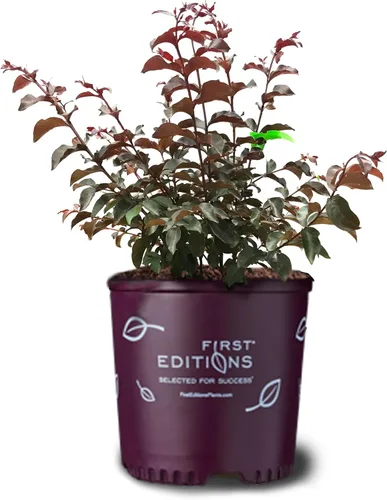Miniatura 31 de American Plant Exchange Black Diamond Shell Pink Crape Myrtle Tree Live, maceta de 1 galón, 1-1.5 pies de alto, flores rosas vibrantes, tolerantes a