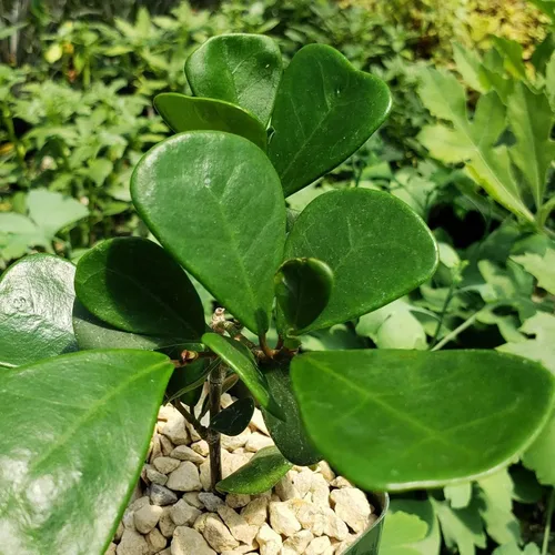 Miniatura 5 de Ficus triangularis