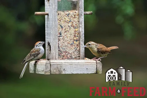Miniatura 5 de Cuatro estaciones Mezcla de campo Alimento clásico para aves silvestres Pájaro cantor del patio trasero 4 libras Mezcla (Country Mix)