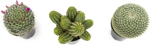 Miniatura 3 de Altman Plants, Surtido de Plantas de Cactus Plantas Vivas (3PK), Planta de Cactus Plantas Suculentas Vivas Decoración de Cactus Vivos, Plantas