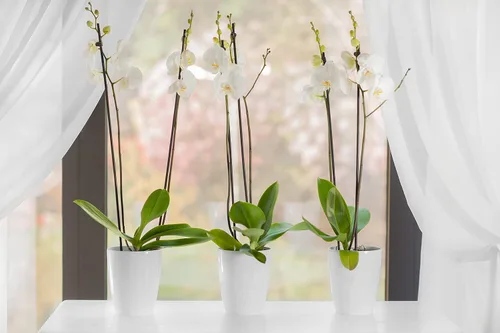 Miniatura 3 de DECOPOTS - Juego de 3 macetas de orquídeas de riego automático - Maceta absorbente para flores - Indicador de nivel de agua (juego de 3) - 4.9