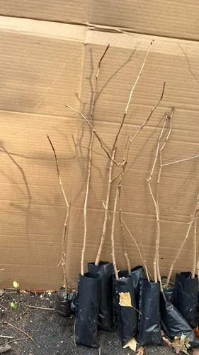 Miniatura 3 de Plántula de Ginkgo Biloba de 2-3 pies de altura sin sexo a raíz desnuda 3-4 años de edad