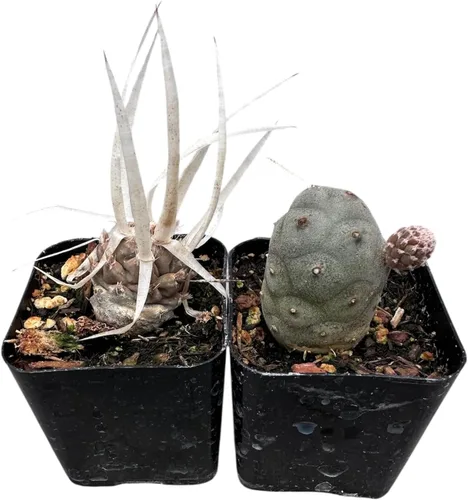 Miniatura 3 de Plantas suculentas vivas de USKC (juego de dos macetas de 2 pulgadas) (Anacampseros rufescens variegata)