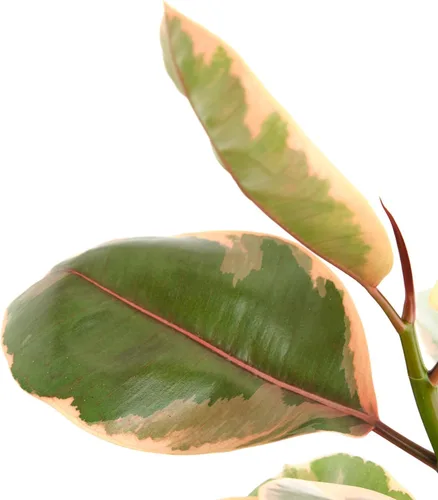 Miniatura 3 de Shop Succulents Ficus Tineke, planta de interior viva, árbol de goma de bajo mantenimiento con hojas rosas y verdes vibrantes, ideal para decoración
