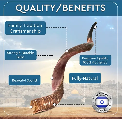 Miniatura 9 de YOMTOV-SHALOM Kudu Shofar Shofar en venta Kosher de Israel 35-39 pulgadas
