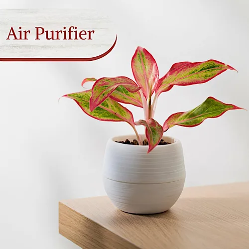 Miniatura 5 de Aglaonema - Colección de plantas vivas (paquete de 4) - Plantas de hoja perenne chinas en macetas de 2 pulgadas Plantas de interior de fácil