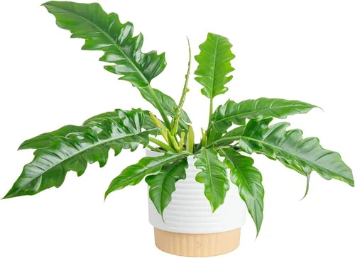 Miniatura 13 de Costa Farms - Philodendron birkin, planta de interior viva, 14 pulgadas de alto, maceta decorativa blanca, colección Trending Tropicals