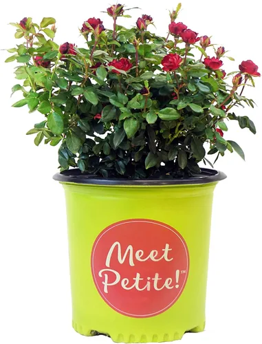 Miniatura 9 de Green Promise Farms Rosa Knock Out (Reblooming) Rose, contenedor tamaño 2, flores de coral