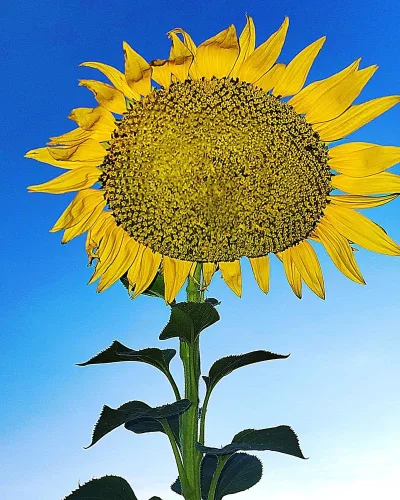 Semillas de flores de girasol de rayas grises Mammoth, más de 50 semillas de reliquia por paquete, semillas de jardín de Isla (semillas de jardín de