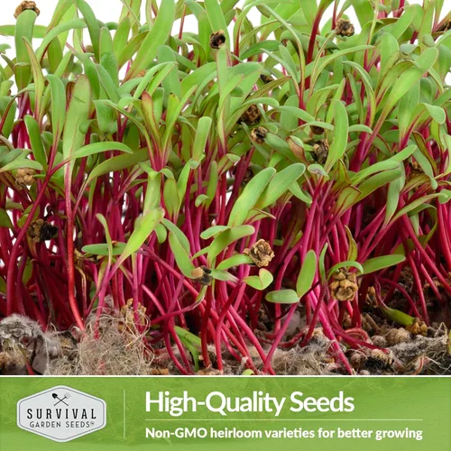 Miniatura 6 de 1 paquete de semillas de microgreens de remolacha para plantar y cultivar – Planta microvegetales de hoja verde en interiores – Cultiva tu propio