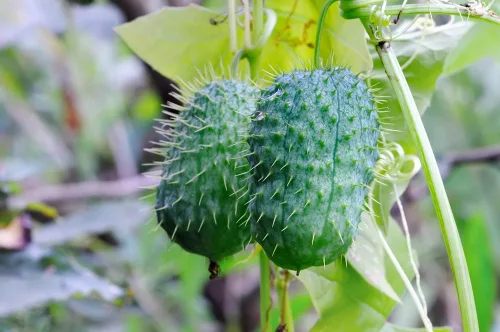 Miniatura 2 de Semillas de pepino silvestre para plantar (30 semillas) - Echinocystis lobata