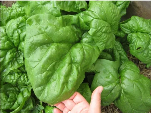 Semillas de espinacas gigantes durante todo el año Verduras tradicionales verdes para plantar semillas sin OMG 300