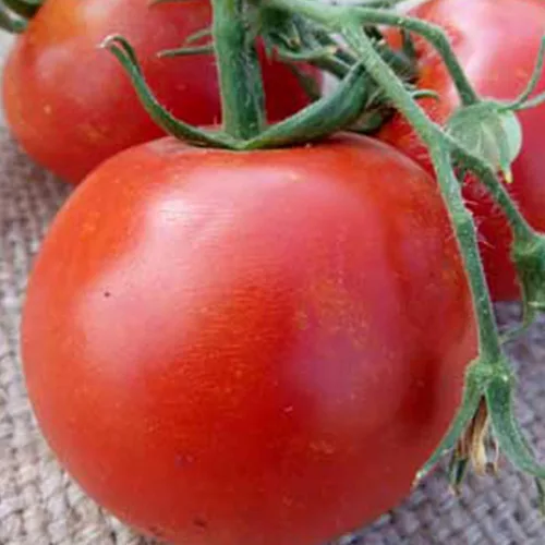 Floradade Semillas de tomate – 1 onza ~ 7,500 semillas – Semillas heredadas, polinizadas abiertas, sin OMG, semillas de jardinería agrícola y vegetal