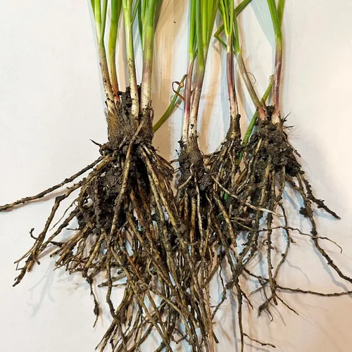 Miniatura 5 de Orgánicos 10 Plantas Ajo Cebollino Planta Viva Raíces Desnudas Hierba Perenne Resistente Jiu CAI Cebollino