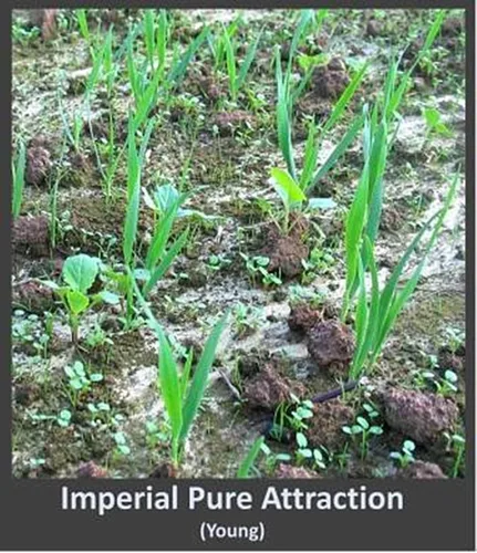 Miniatura 2 de Whitetail Institute Imperial Pure Attraction semillas de lote de alimento para atraer ciervos, plantación de invierno, 26 libras, 0.5 acres