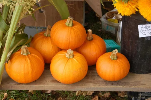 Miniatura 4 de TomorrowSeeds - Semillas de calabaza Jack-Be-Little y Wee-B-Little Mix - Paquete de 30 unidades - para 2024 Orange Mini Mix sin tratar Azúcar