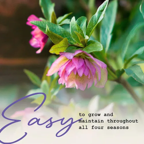 Miniatura 2 de Plantas vivas de rosa cuaresma, una planta de eléboro en maceta de 2 pulgadas, plantas de flores perennes y que florecen en invierno, varios