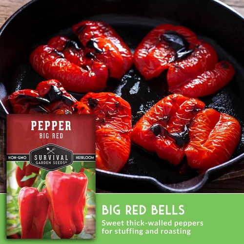 Miniatura 4 de Semillas de pimiento rojo grande para plantar Pimientos rojos tradicionales de pared gruesa – Polinizado abierto sin OMG – Semillas de jardín