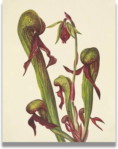 Carnivorous Plants Room Decor - Green and Burgundy Botanical Wall Art - Bedroom Decor Aesthetic - Vintage Flower Wall Decor for Bathroom or Kitchen