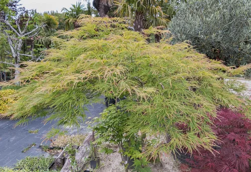 Miniatura 8 de 10 Upright Green LACELEAF Maple Japanese Seiryu Acer Palmatum Dissectum Viridis Tree Seeds