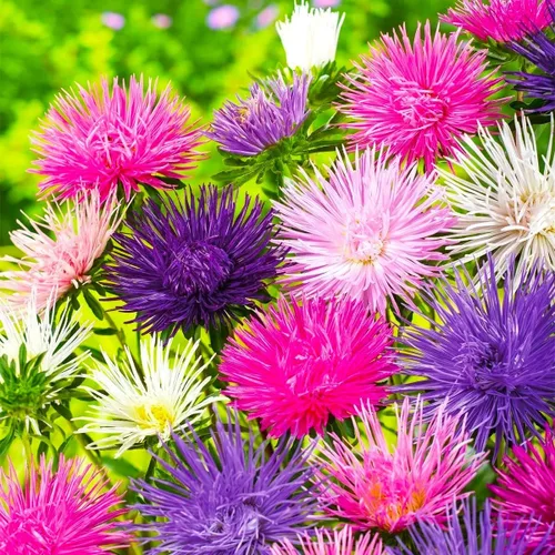 Miniatura 3 de Needle Aster Mix 200 semillas para plantar
