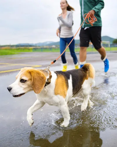 Miniatura 7 de Correa larga para entrenamiento de perros de 10 pies, 16 pies, 30 pies, 50 pies, 100 pies, cuerda de hilos reflectantes, correa resistente