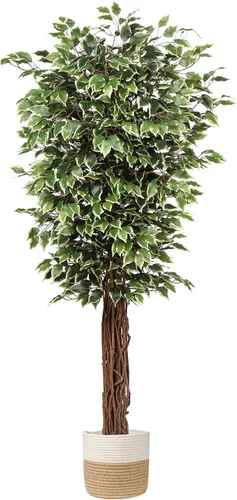 plant Árbol de ficus artificial de 6 pies en maceta, plant de seda falsa con hojas verdes y blancas, tronco natural para decoración de interiores y