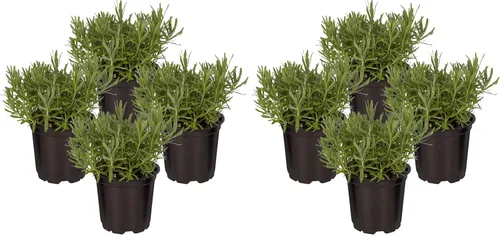 Miniatura 19 de Hierba aromática y comestible viva, lavanda (4 por paquete), potenciador natural del sueño, 6 pulgadas de alto por 4 pulgadas de ancho en 1 pinta