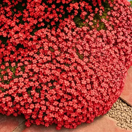 Miniatura 7 de Más de 5000 semillas de tomillo rastrero para plantar, semillas de timo mixtas perennes, semillas de timo sin OMG para jardín al aire libre